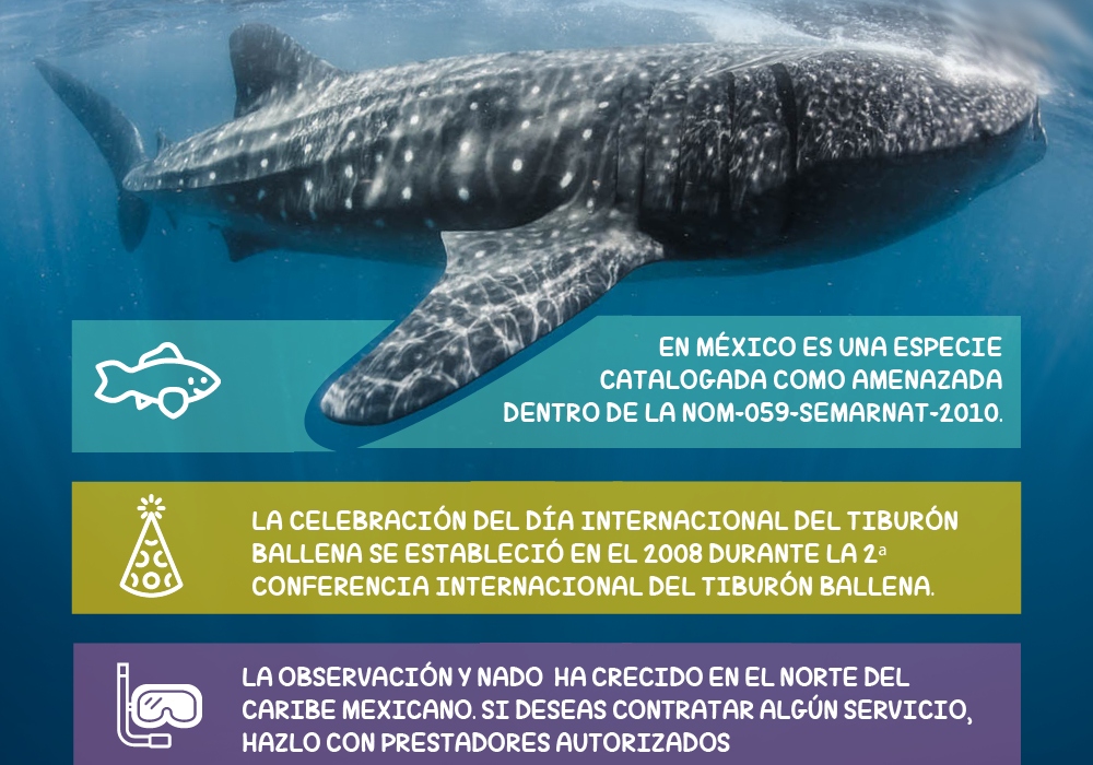 Día Internacional del Tiburón ballena