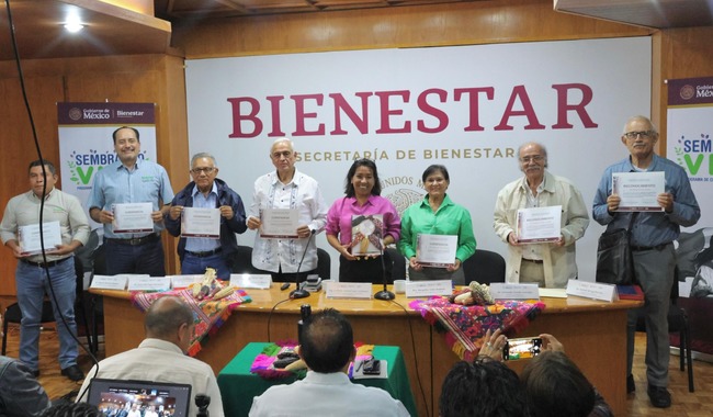 Trabaja Sembrando Vida para fortalecer el cultivo del maíz nativo