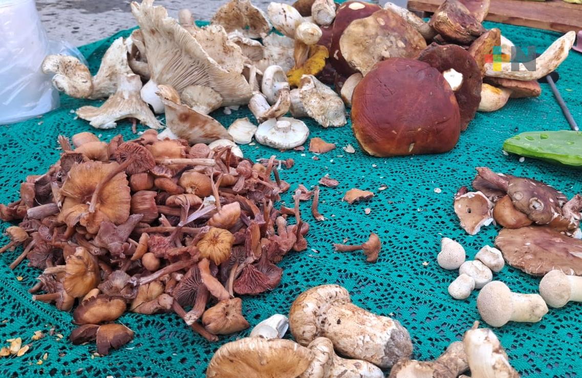 Académicos investigan hongos medicinales y la relación con los árboles