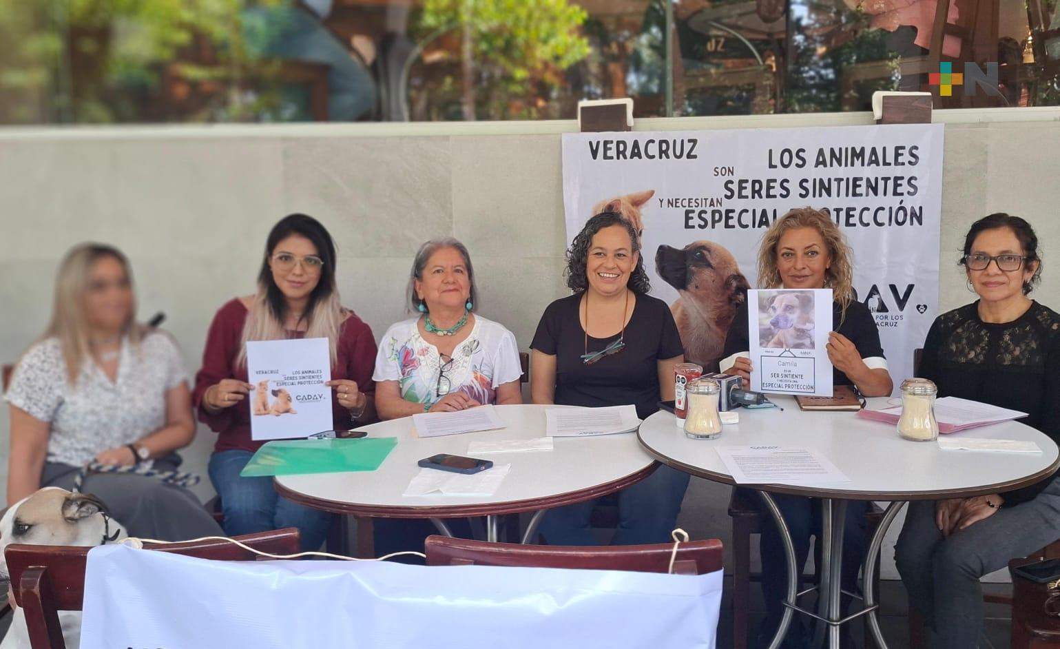 Reforma Constitucional en Veracruz para reconocer a los animales como seres sintientes