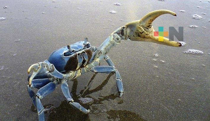 La migración del cangrejo azul, clave para la pesca en Veracruz, enfrenta amenazas por pérdida de hábitat