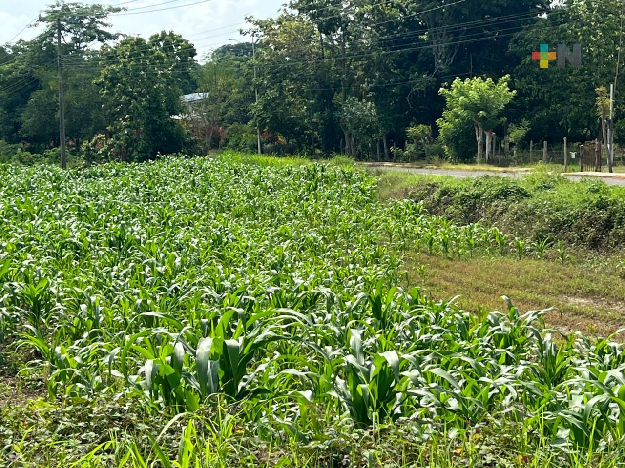 SEDAR exhorta a productores veracruzanos a recoger fertilizante antes del 31 de agosto