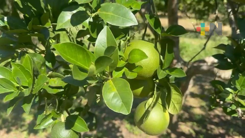 Citricultura de Veracruz requiere de financiamientos a pequeños productores