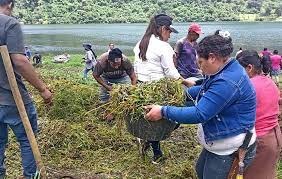 Proyectos comunitarios en México