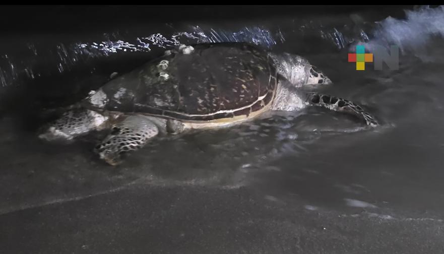 Hallaron sin vida a tortuga en playa Santa Ana