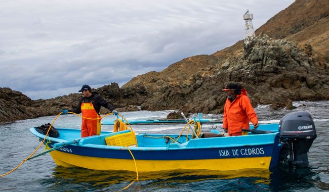 Periodo de veda de pulpo y cangrejo azul en Veracruz a partir de agosto