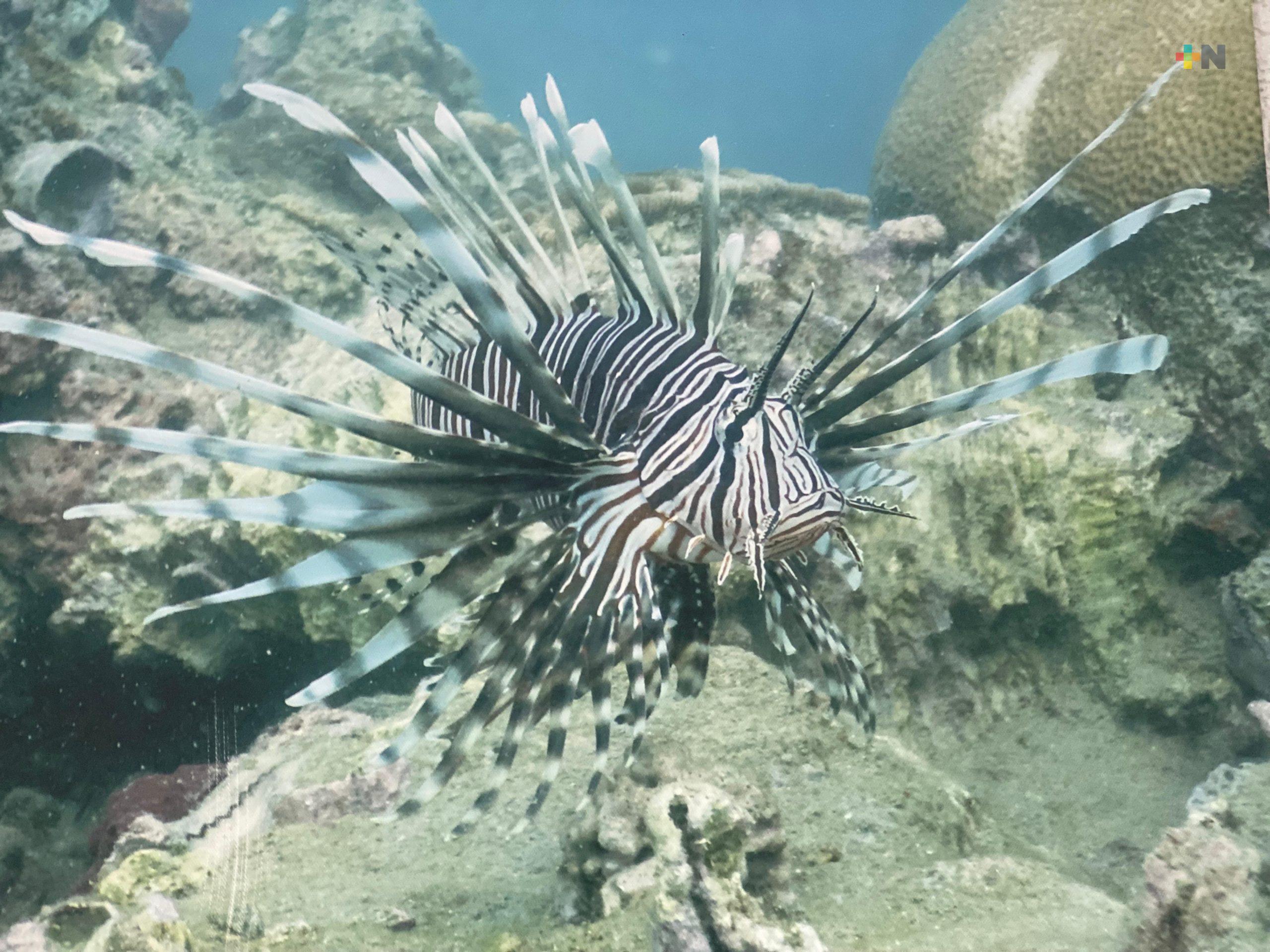 Parque Nacional Sistema Arrecifal Veracruzano
