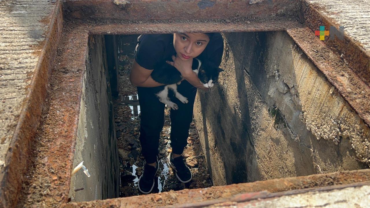 ¡Rescatan a “Cheto”! Gato atrapado en una alcantarilla moviliza a vecinos y autoridades en Coatzacoalcos