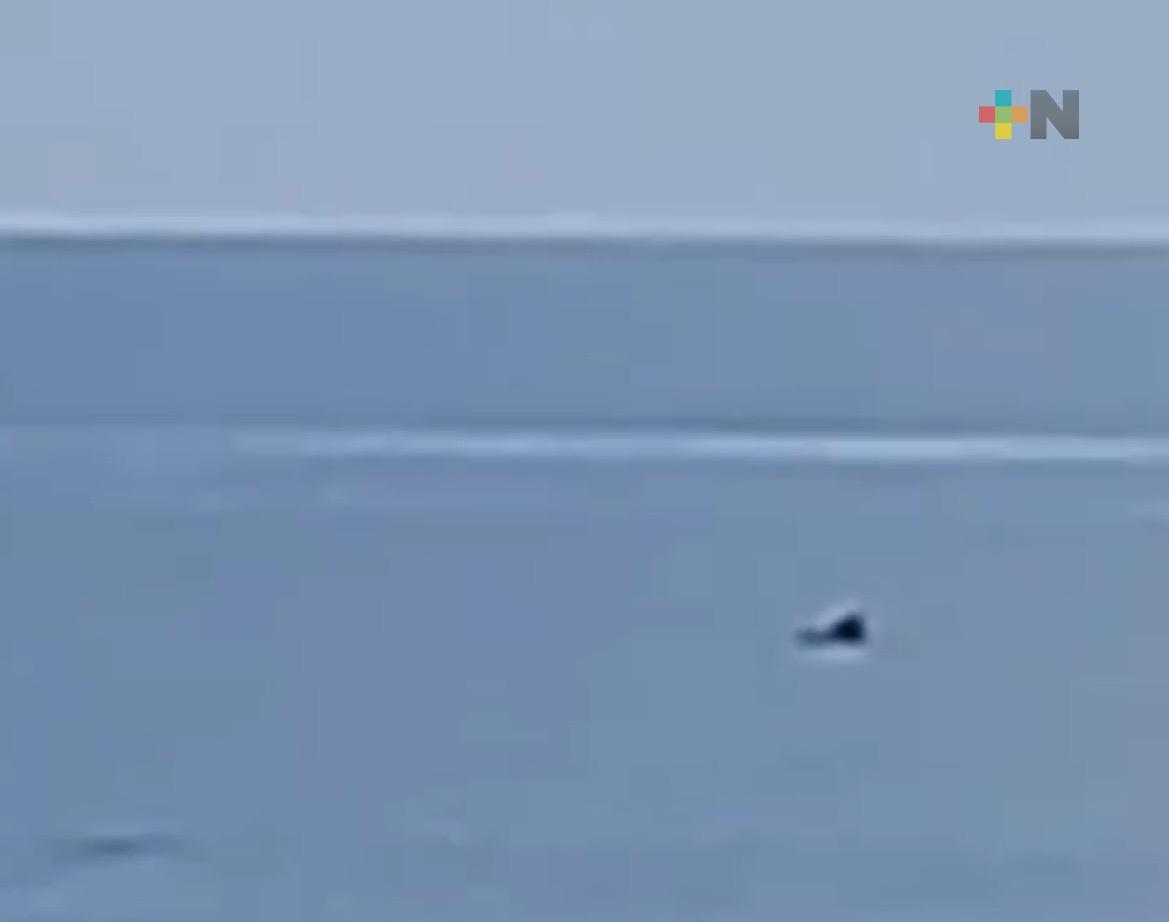 Avistan delfines en costas de Coatzacoalcos