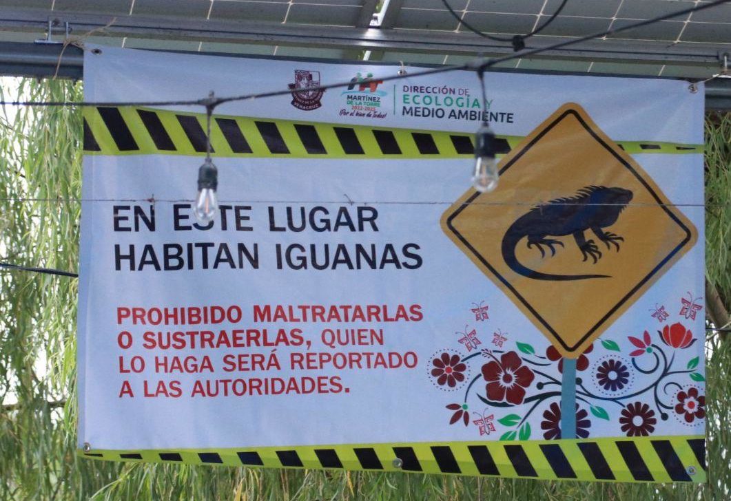 Autoridades de Martínez de la Torre protegen a las iguanas verdes