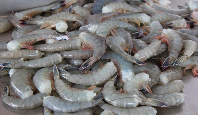 Conapesca publica fechas de inicio de temporada de camarón 2025 en el Pacífico