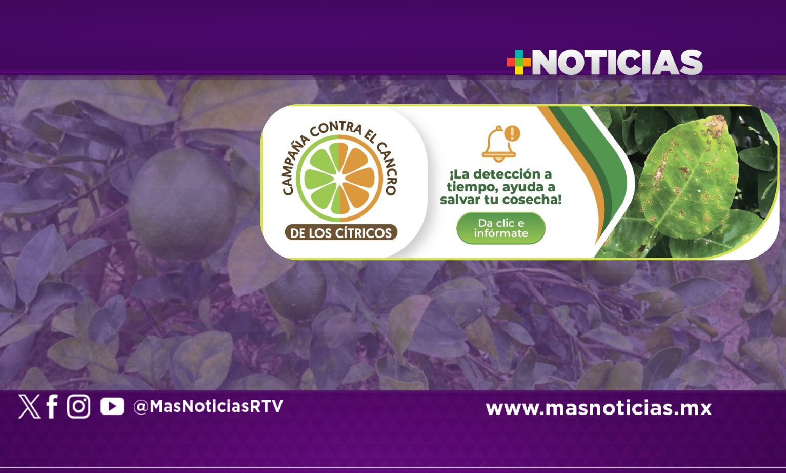 Refuerzan México y EUA medidas fitosanitarias para preservar citricultura en franja fronteriza