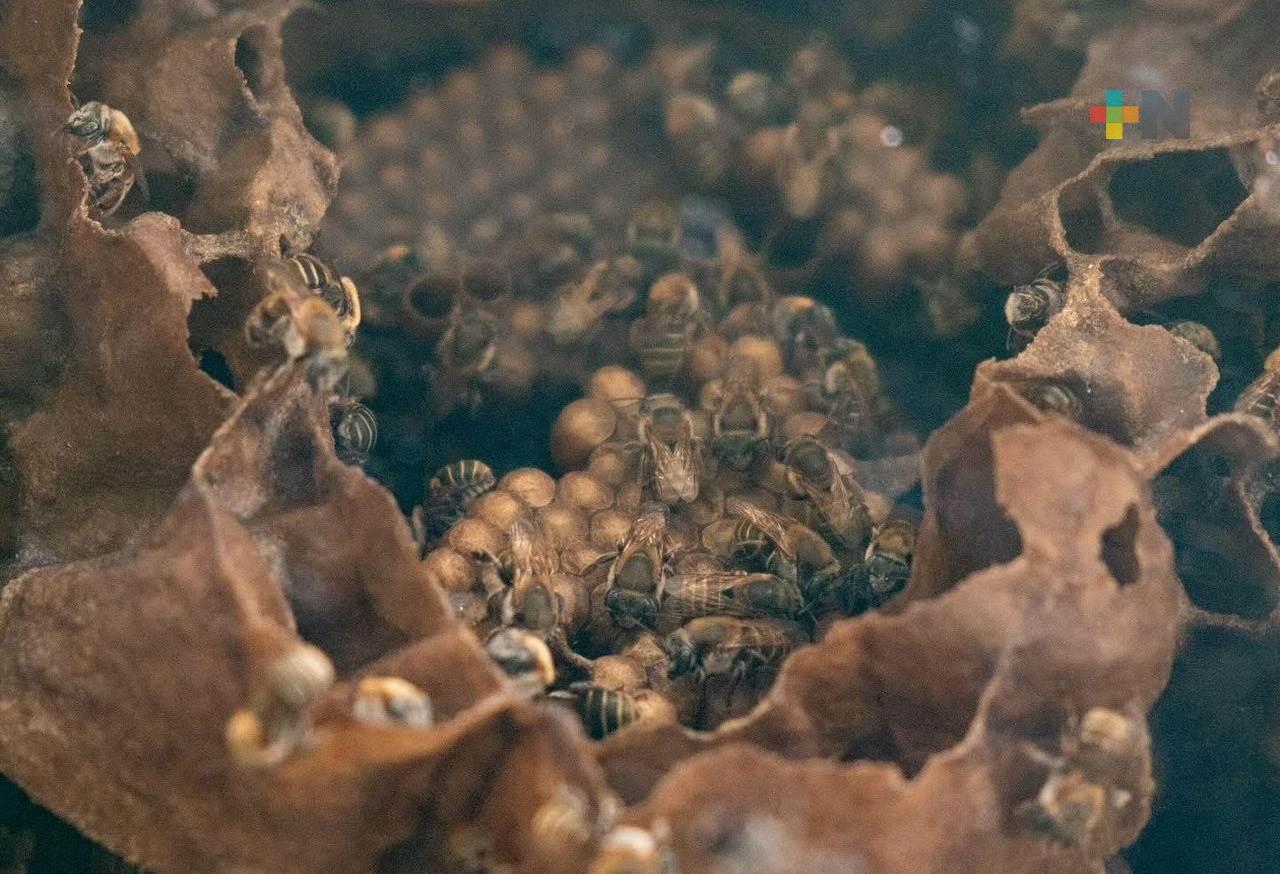 Competencia desleal y cambio climático provoca precios bajos de la miel