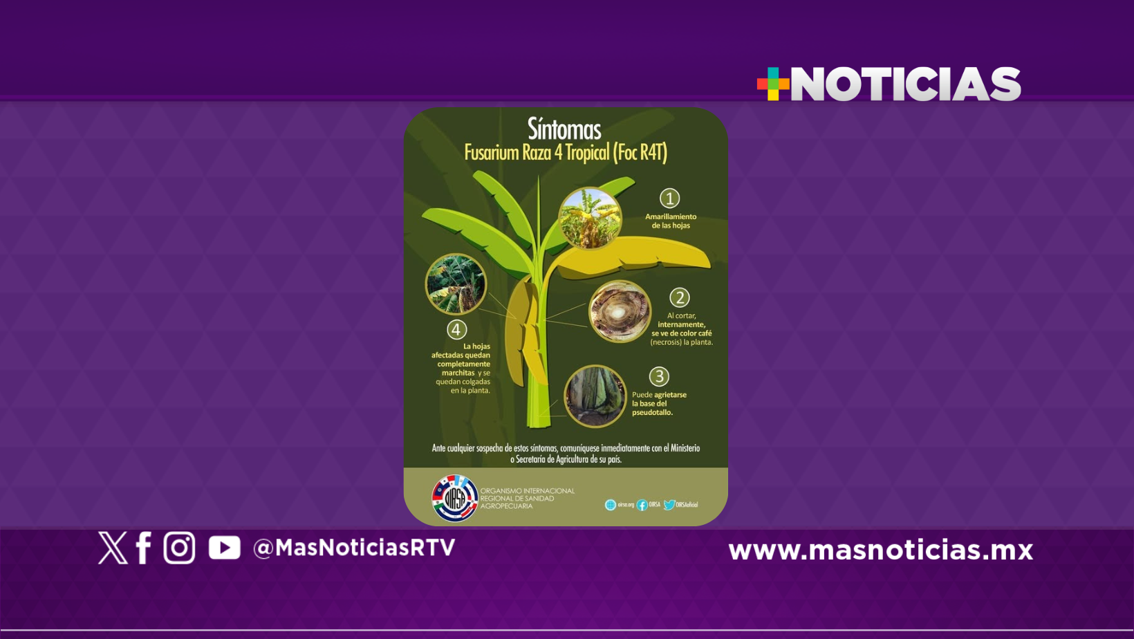 App SIRVEF para salvaguardar la sanidad vegetal del país