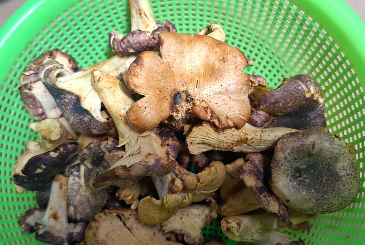 Cambio climático y fertilizantes, principales amenazas para producción de hongos silvestres