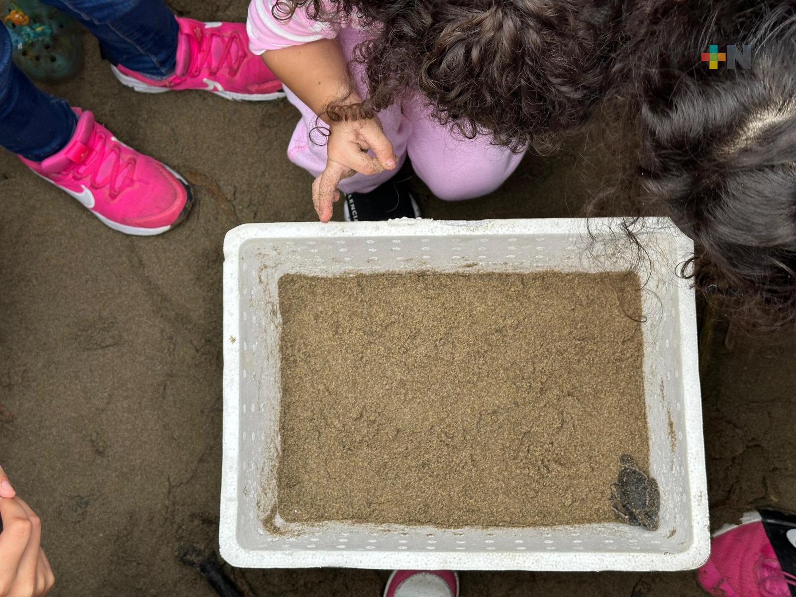 Liberan tortuga en playa de Coatzacoalcos