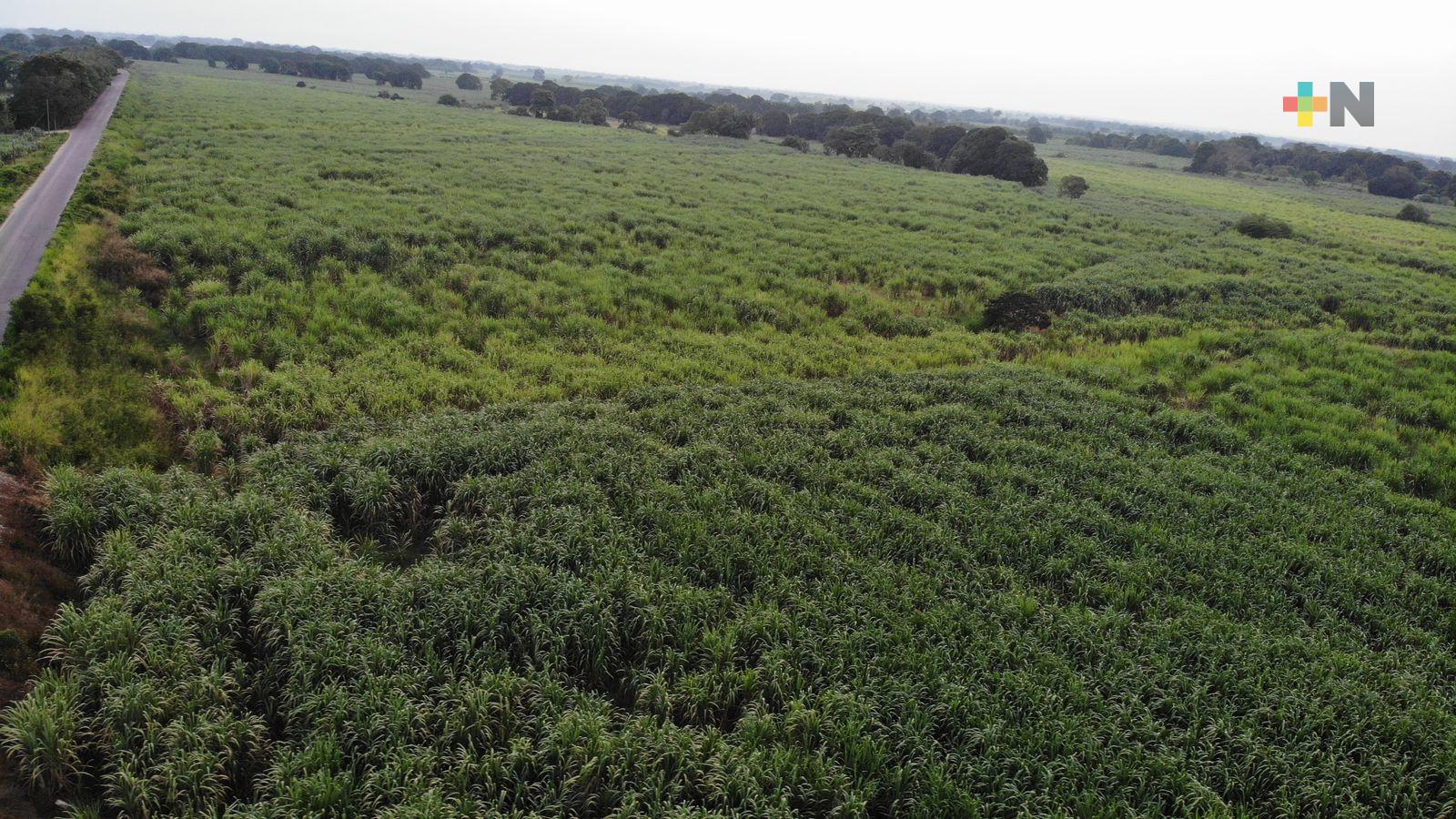 Lluvias reactivan los campos de la Cuenca del Papaloapan