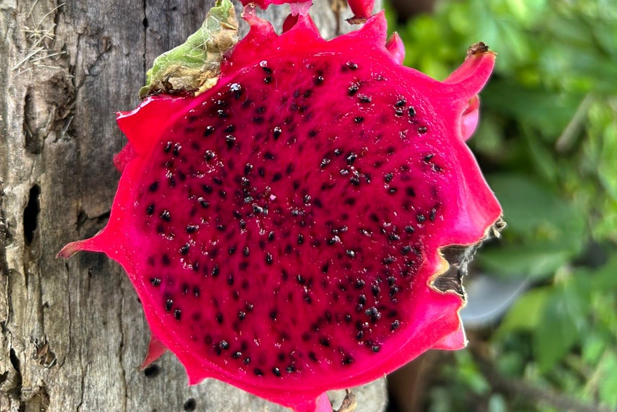 La pitahaya, la fruta mexicana con sabor exótico
