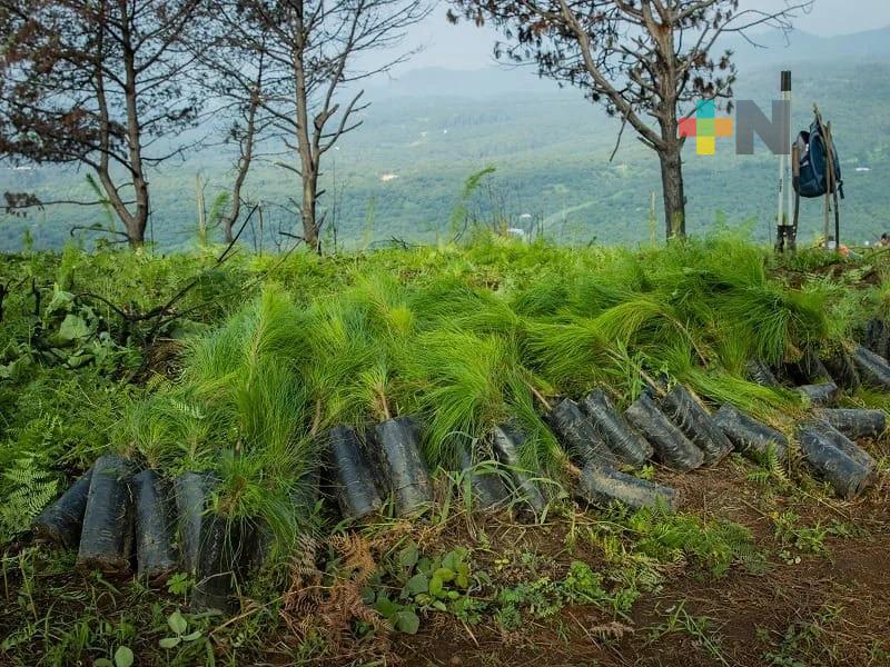 Durante 2025 han realizado varias campañas de reforestación en Veracruz