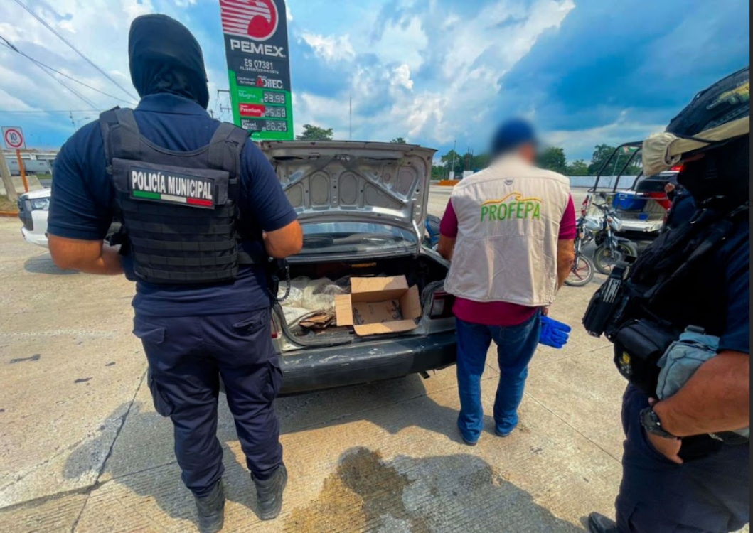 Rescatan 40 ejemplares de vida silvestre transportados ilegalmente en carretera Cárdenas–Coatzacoalcos