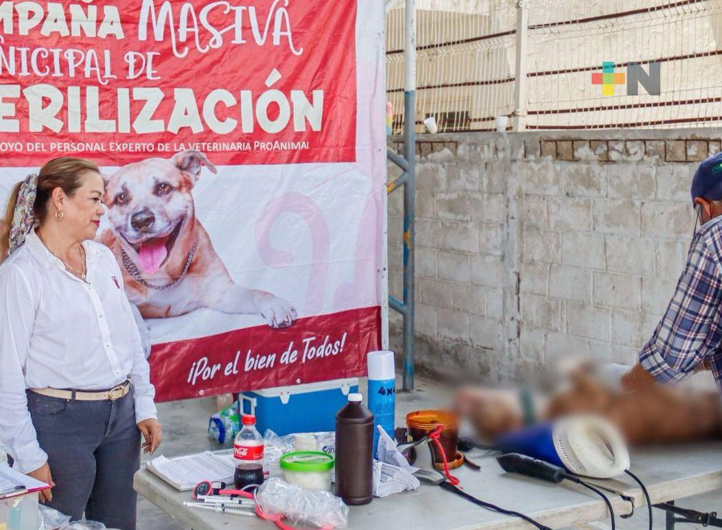 Continúan campañas de esterilización de perros y gatos en Martínez de la Torre