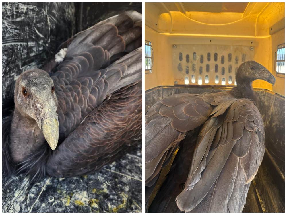 México fortalece la conservación del cóndor de California