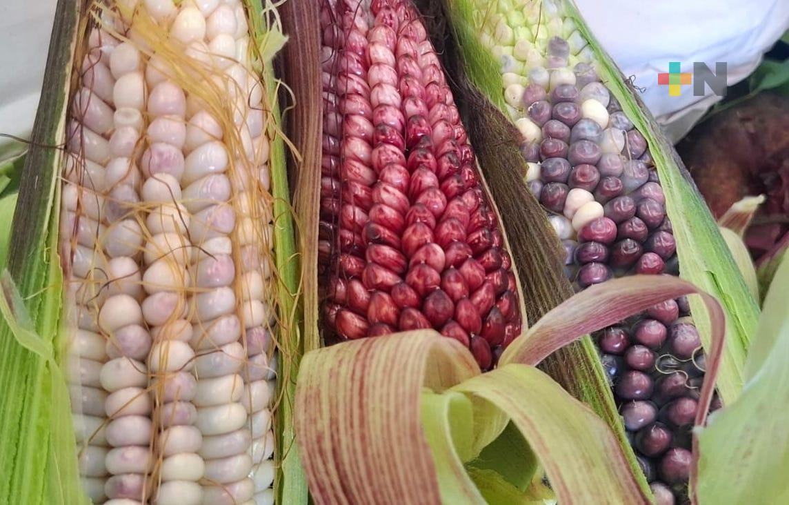 De generación en generación se preserva el maíz nativo en Veracruz