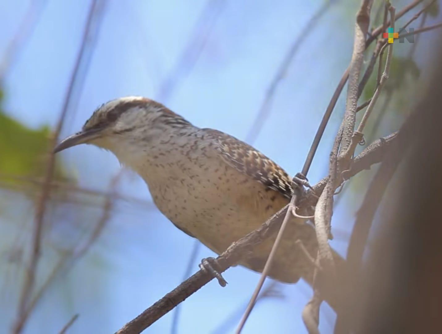 RTV realiza reportaje “El canto de la matraca”, ave endémica de Veracruz