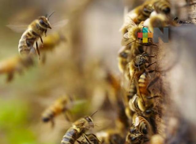 Se registran dos ataques de abejas en diferentes puntos de Coatzacoalcos