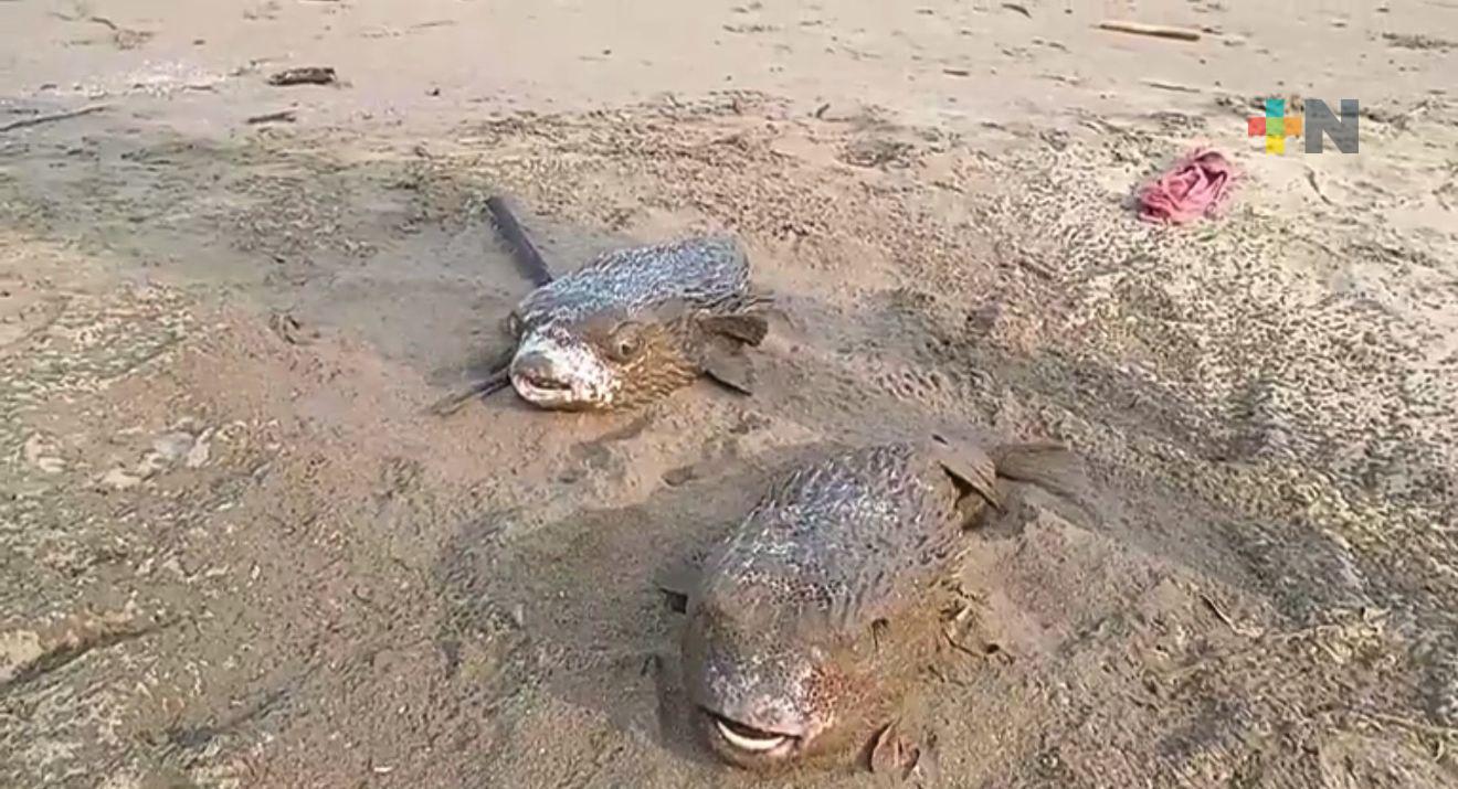 Más peces erizo muertos en playa de Coatzacoalcos