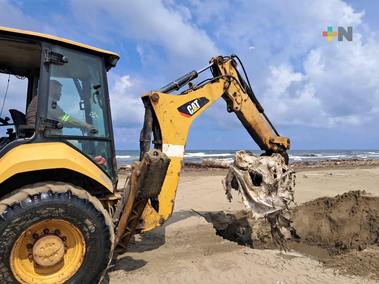 Realizan limpieza y sepultura de animales tras inundaciones en Coatzacoalcos