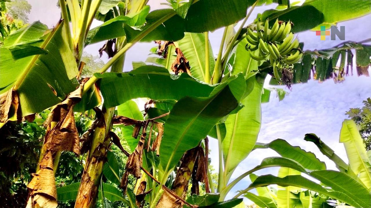 Lluvias favorecen la cosecha de plátano en la Cuenca del Papaloapan