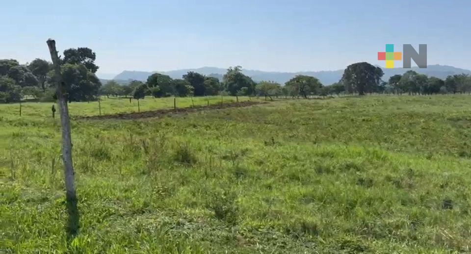 Impulsan programa de reforestación para mitigar efectos del cambio climático en Tlapacoyan