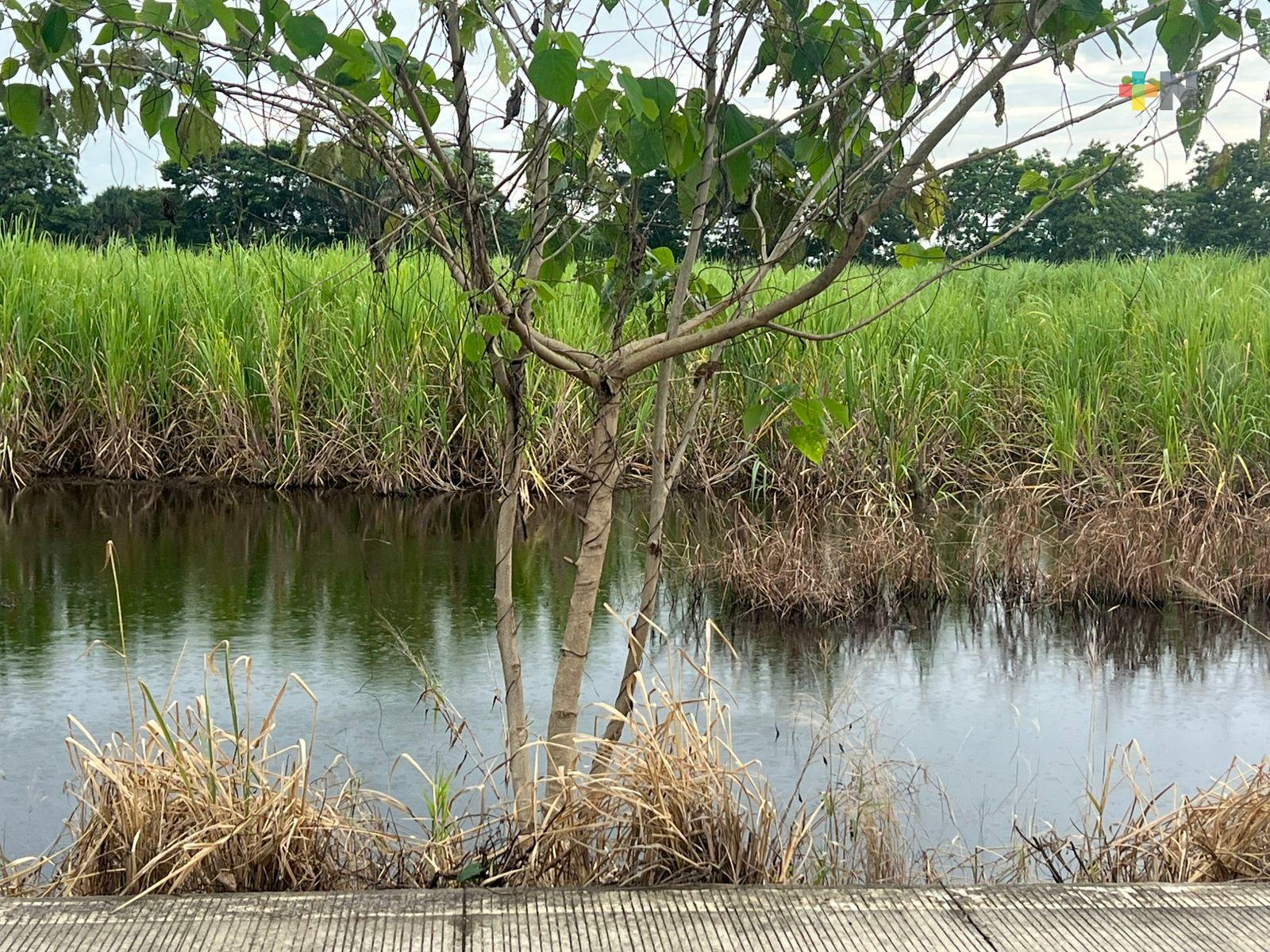 Productores piden apoyo ante afectaciones en cultivos de caña