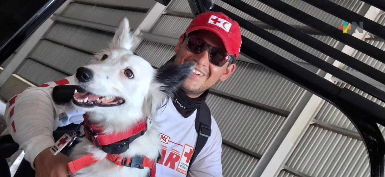 Haley, la perrita de la Cruz Roja que brinda apoyo en Veracruz