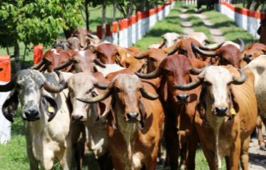 COMCEBÚ 2025, vitrina global del potencial ganadero veracruzano