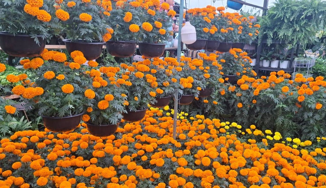 Aumenta la venta de planta de cempasúchil en maceta