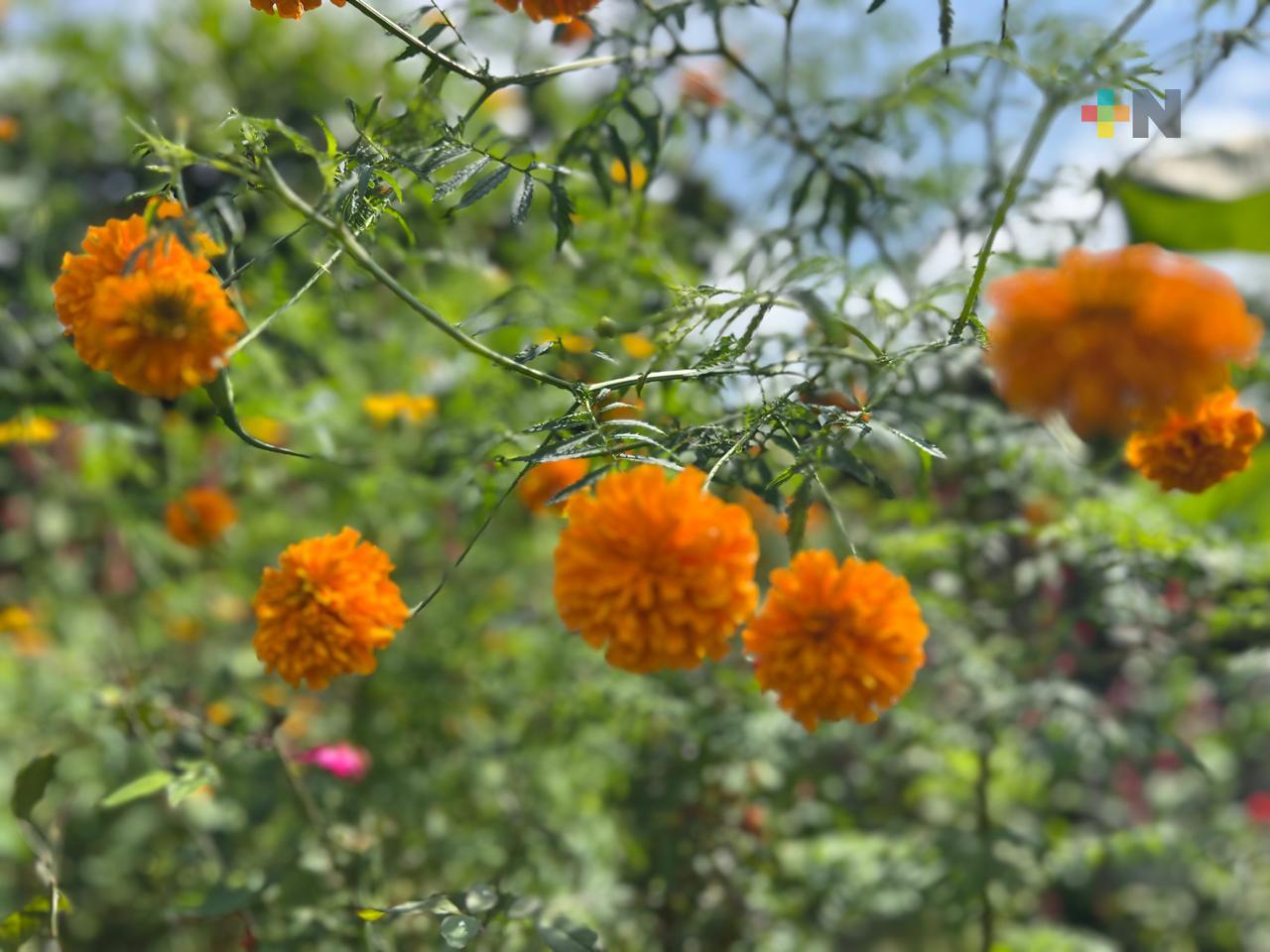 Productores del campo buscan nuevas alternativas de cultivo en Tierra Blanca