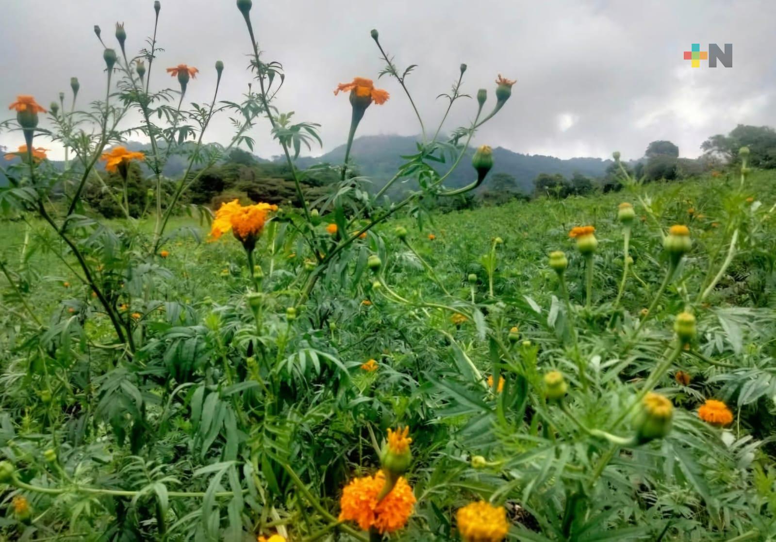 En San Pablo Coapan están por florear los campos de cempasúchil