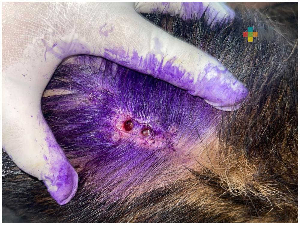 Probable caso de gusano barrenador en mascota de Coatzacoalcos