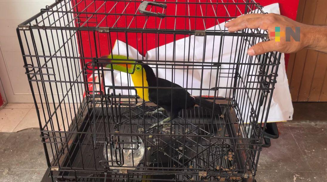 Bomberos de Veracruz puerto resguardan a tucán