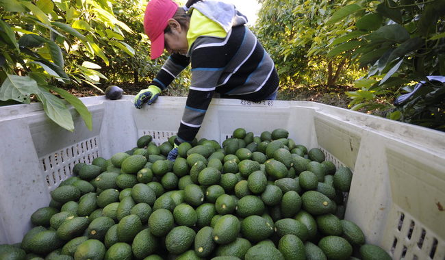 México impulsa producción de aguacate libre de deforestación y sin trabajo infantil