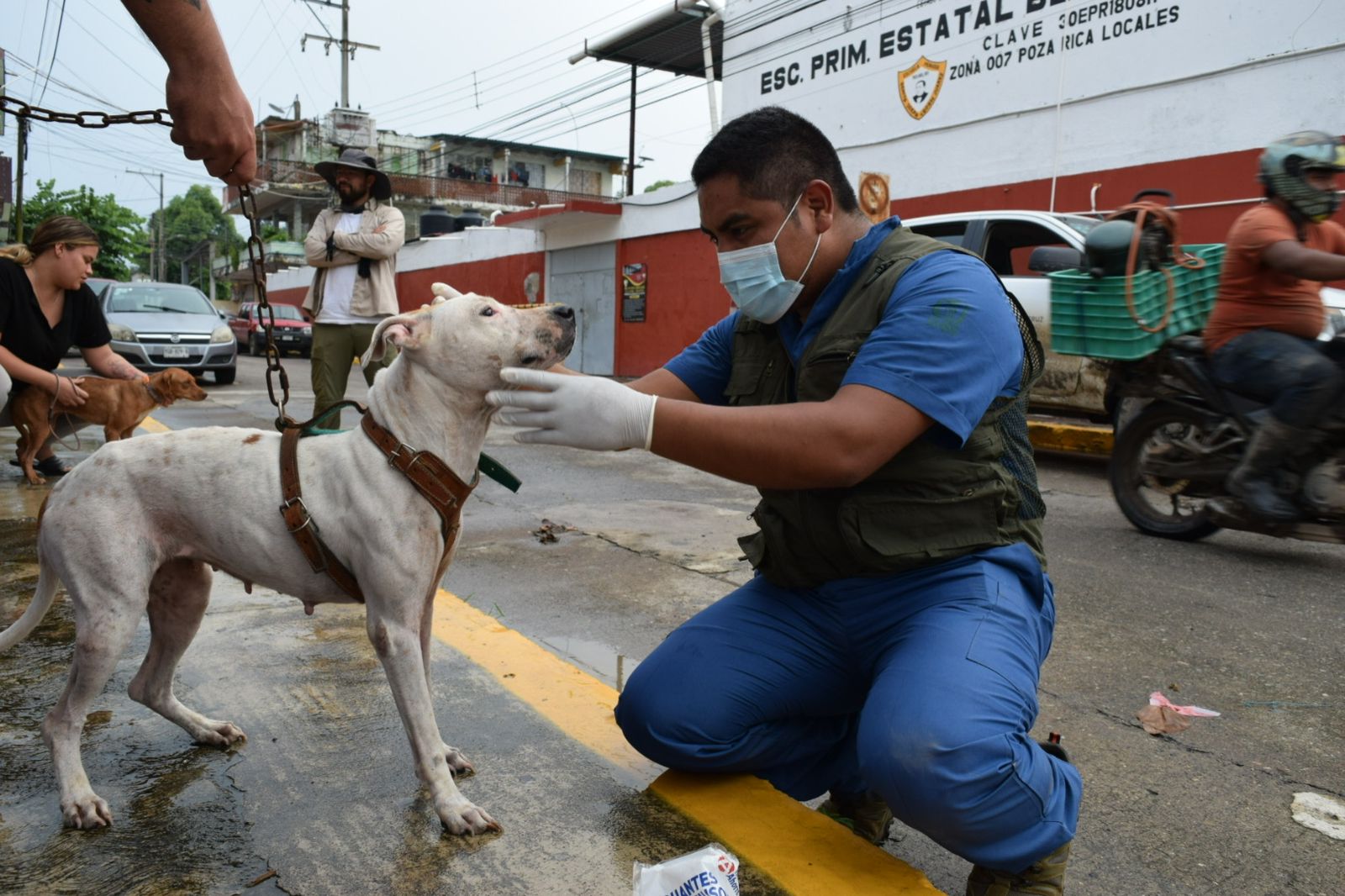 Brigadas de Sedema brindan atención veterinaria y alimento a mascotas afectadas por inundaciones