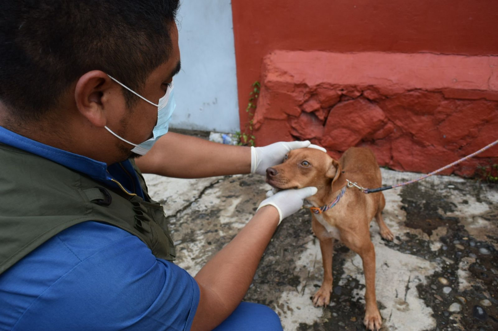 Ayuntamiento de Veracruz presentó programa en pro de la vida animal