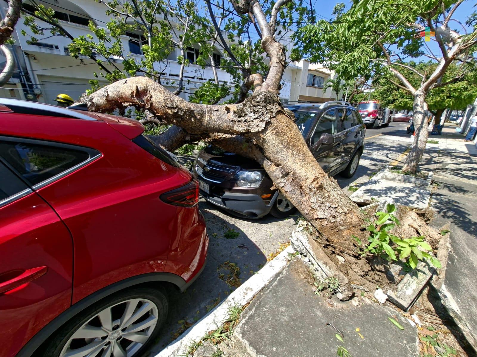 Árbol cae sobre dos camionetas en Veracruz puerto por fuertes vientos