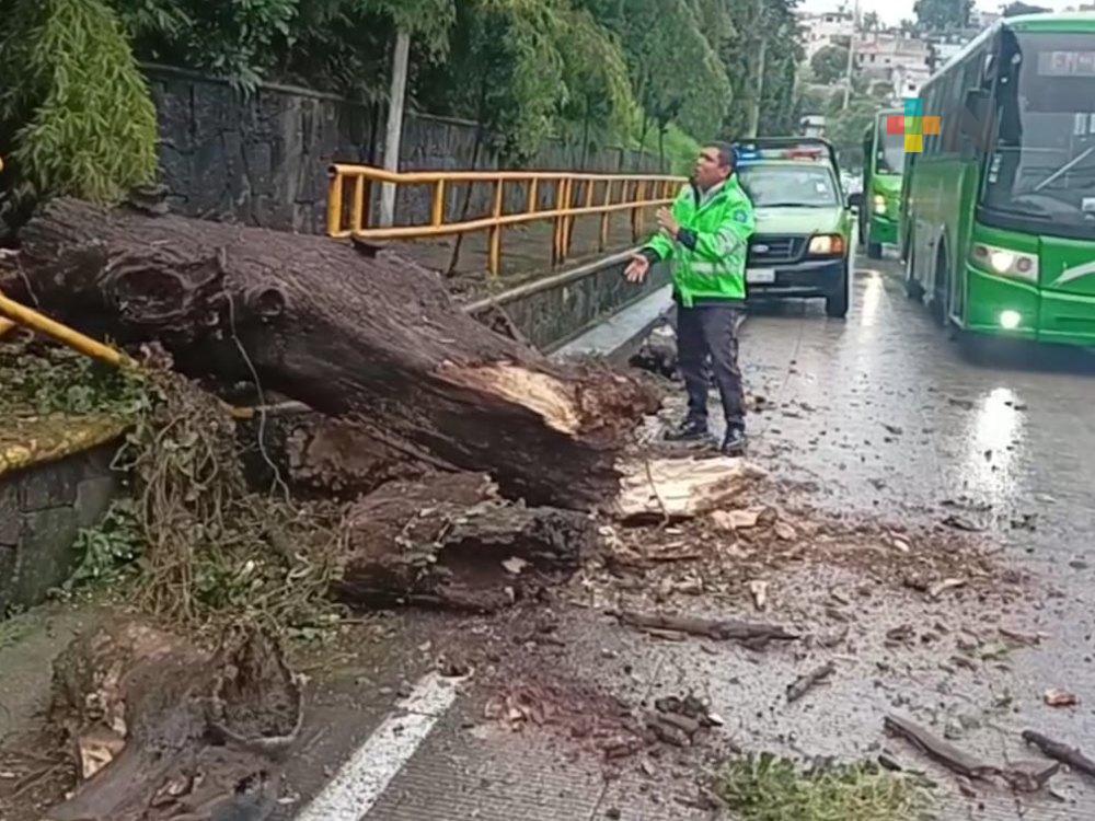 Cinco horas de lluvia continua en Xalapa provocan caída de árboles y derrumbes