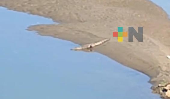 Avistan cocodrilo en la playa de Coatzacoalcos