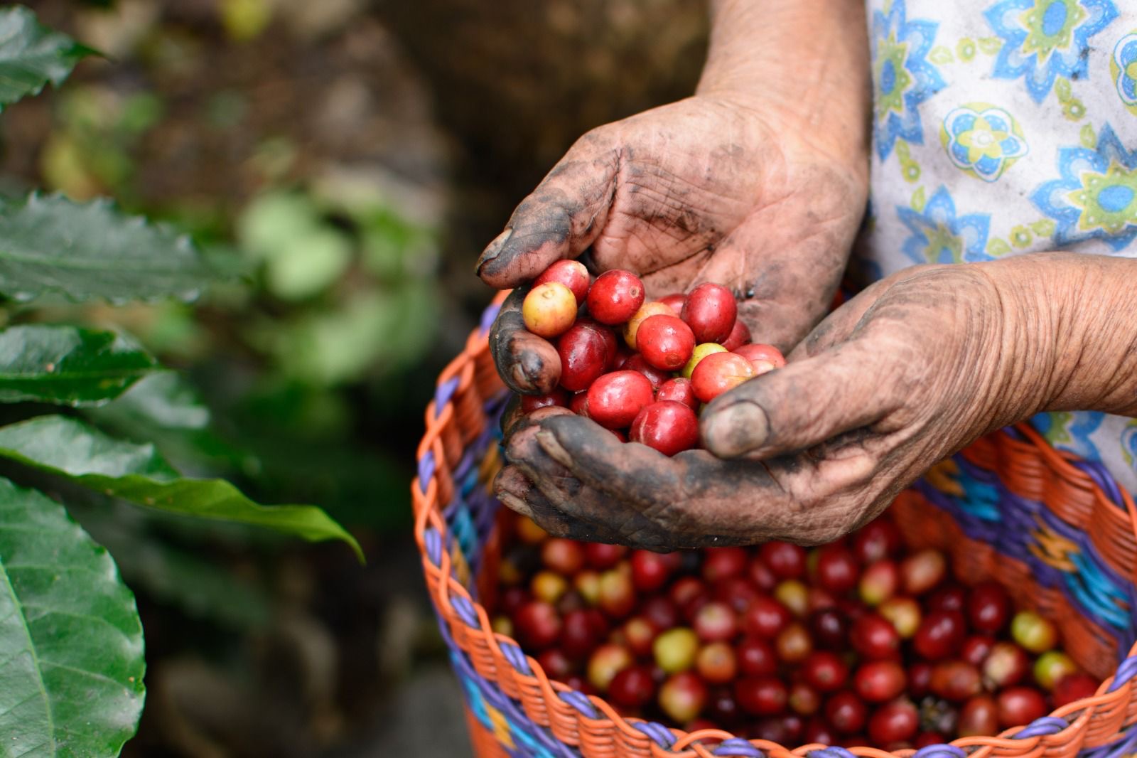 Día Internacional del Café: Veracruz, tierra de riqueza cafetalera y motor de turismo