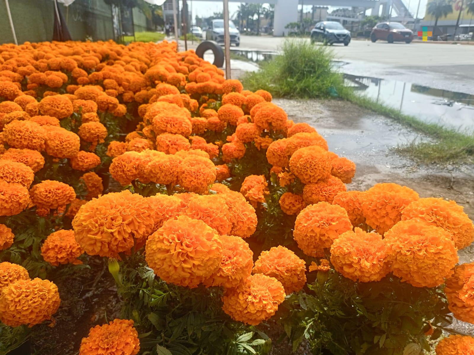 Ya vende flor de cempasúchil en Coatzacoalcos
