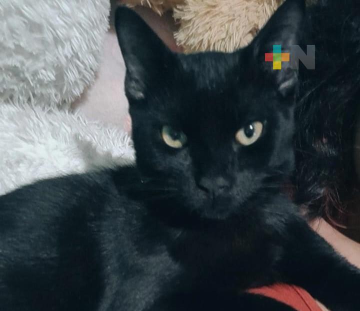 Extremar cuidado de gatos negros y blancos en estas fechas piden animalistas